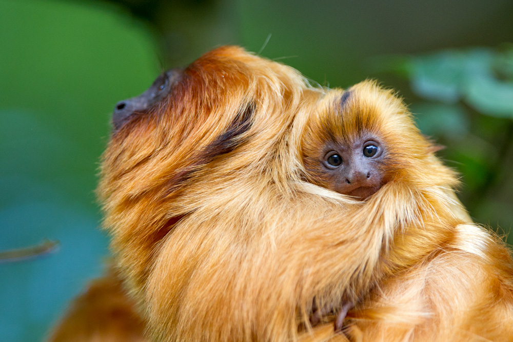 Familiecontactdag 2026 Apenheul